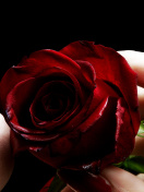 Red Rose and Lipstick screenshot #1 132x176