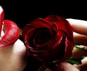Red Rose and Lipstick wallpaper 176x144