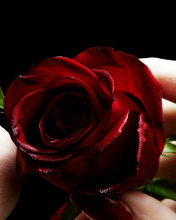 Red Rose and Lipstick wallpaper 176x220