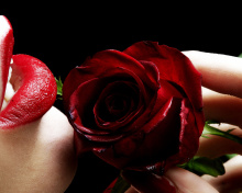 Red Rose and Lipstick wallpaper 220x176