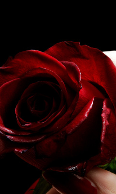 Red Rose and Lipstick wallpaper 240x400