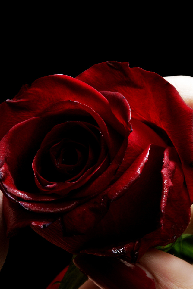 Red Rose and Lipstick wallpaper 640x960