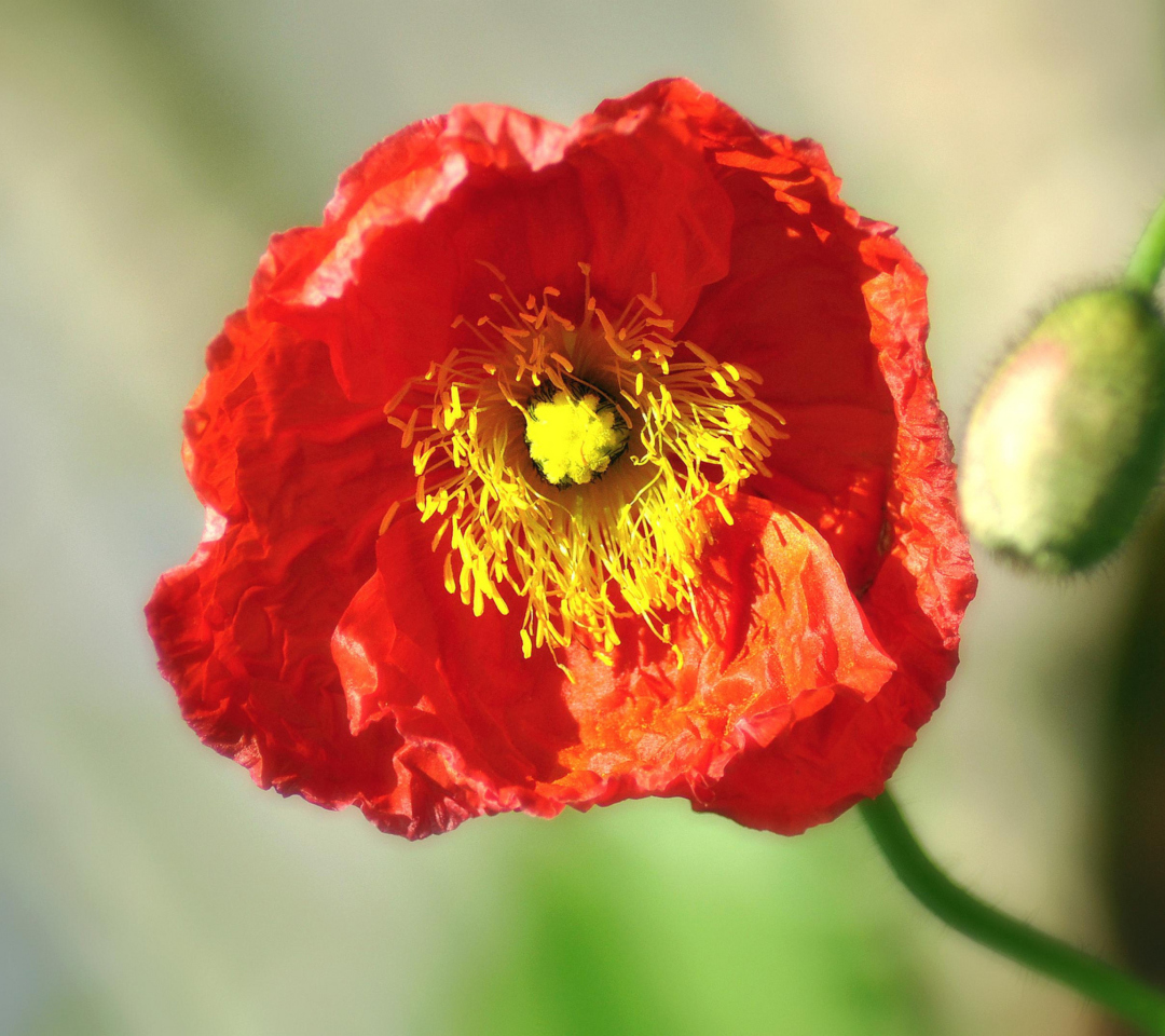 Sfondi Red Poppy Close Up 1080x960
