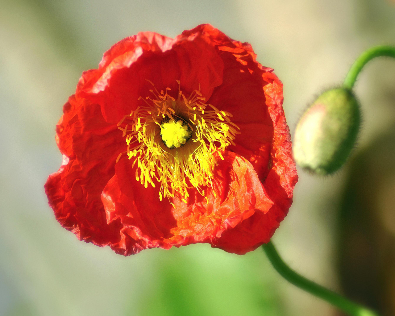 Red Poppy Close Up wallpaper 1280x1024