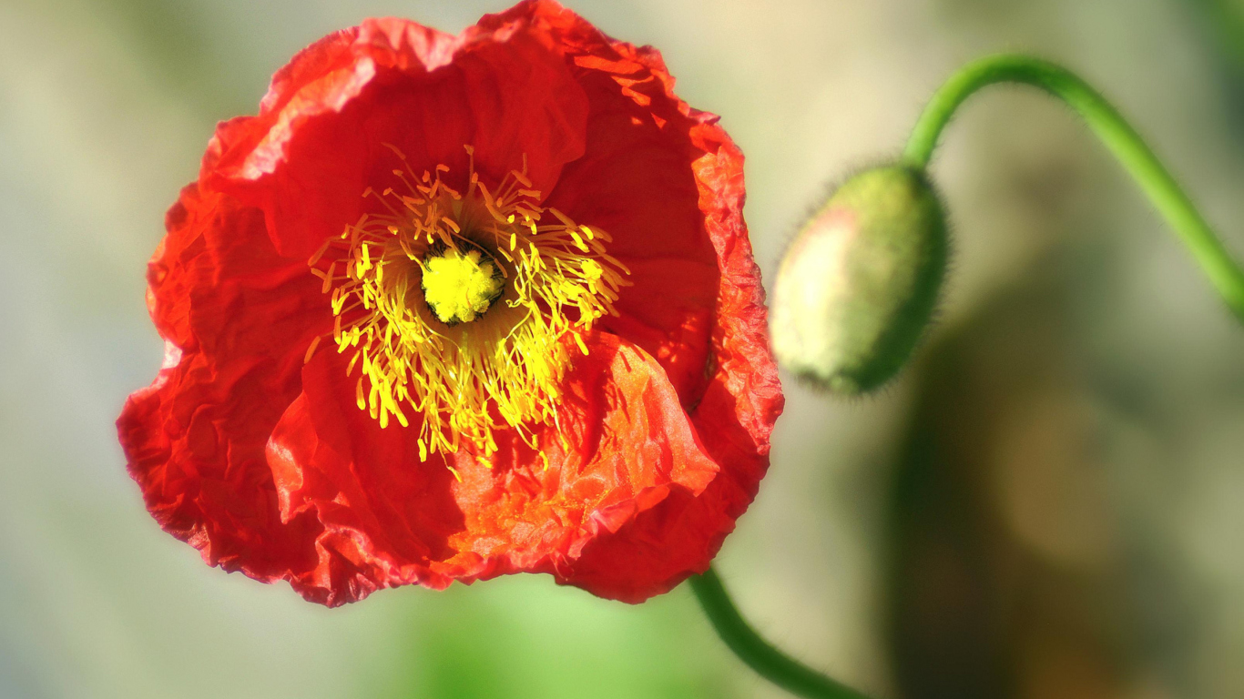 Red Poppy Close Up wallpaper 1366x768