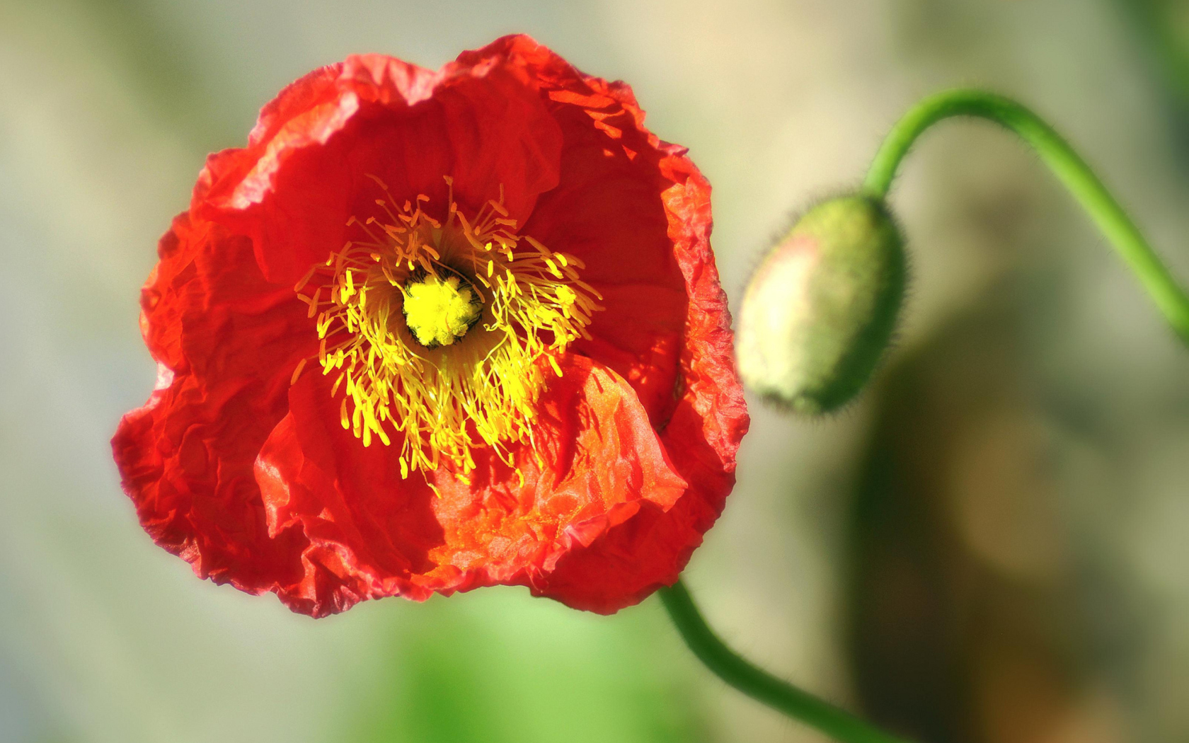 Sfondi Red Poppy Close Up 1680x1050