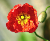 Sfondi Red Poppy Close Up 176x144