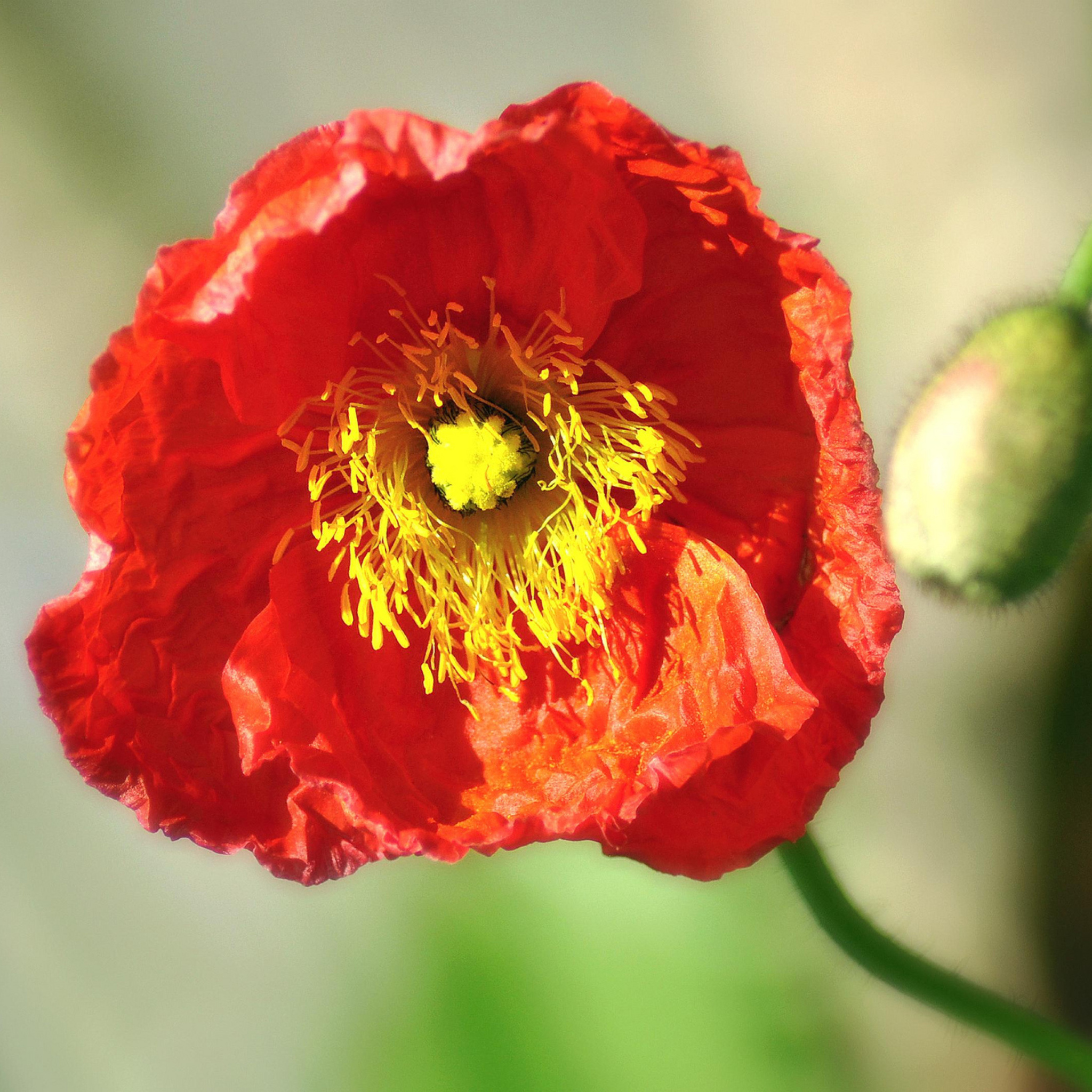 Red Poppy Close Up wallpaper 2048x2048