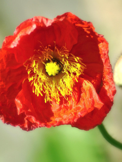 Red Poppy Close Up wallpaper 240x320
