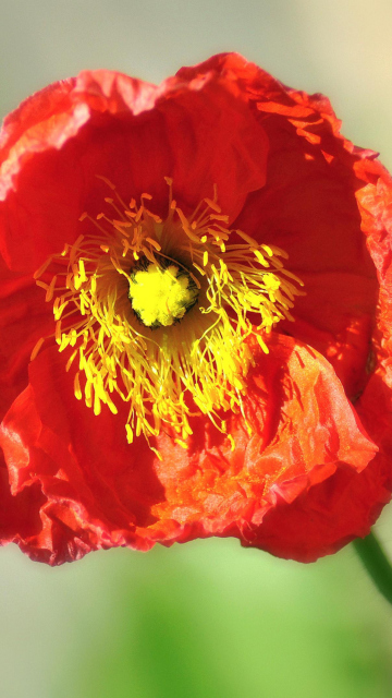 Обои Red Poppy Close Up 360x640