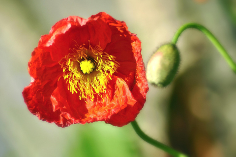 Red Poppy Close Up wallpaper 480x320