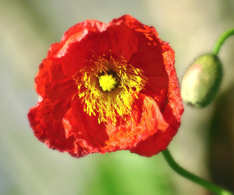 Red Poppy Close Up wallpaper 480x400