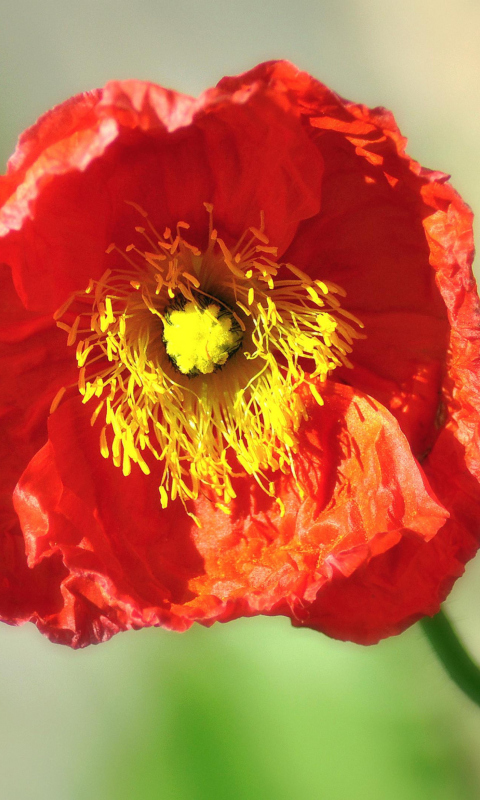 Red Poppy Close Up wallpaper 480x800