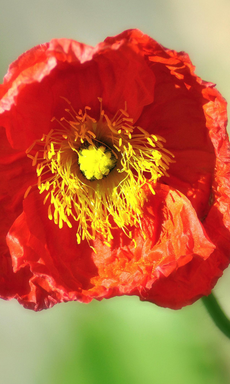 Red Poppy Close Up wallpaper 768x1280