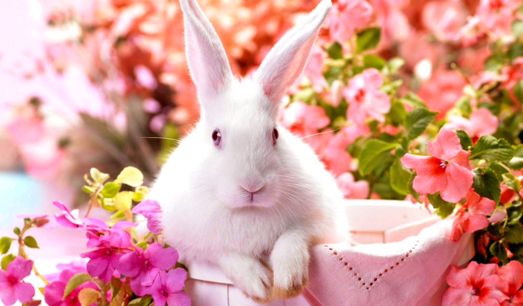 Fondo de pantalla Cute Rabbit 1024x600