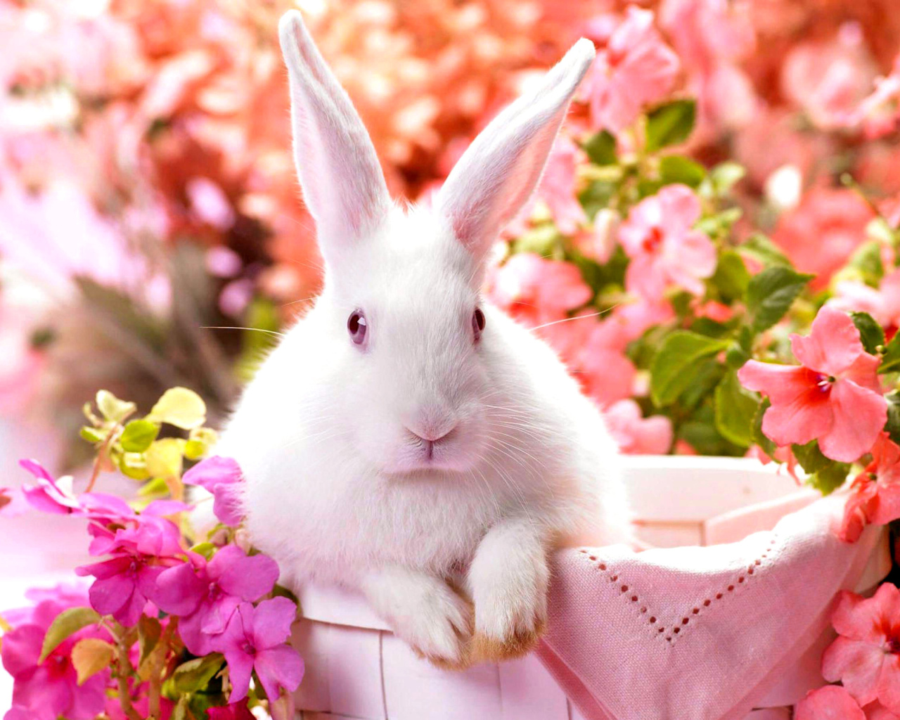 Cute Rabbit wallpaper 1280x1024