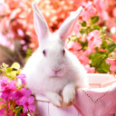 Fondo de pantalla Cute Rabbit 128x128
