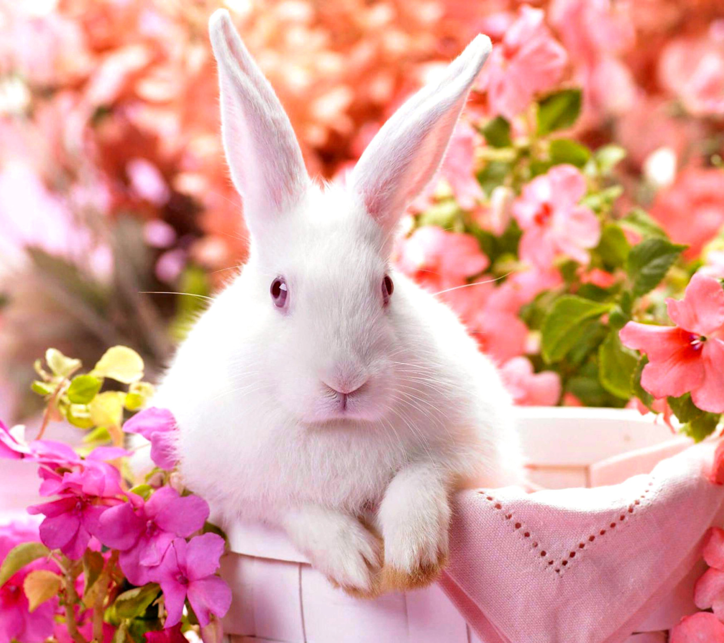 Обои Cute Rabbit 1440x1280