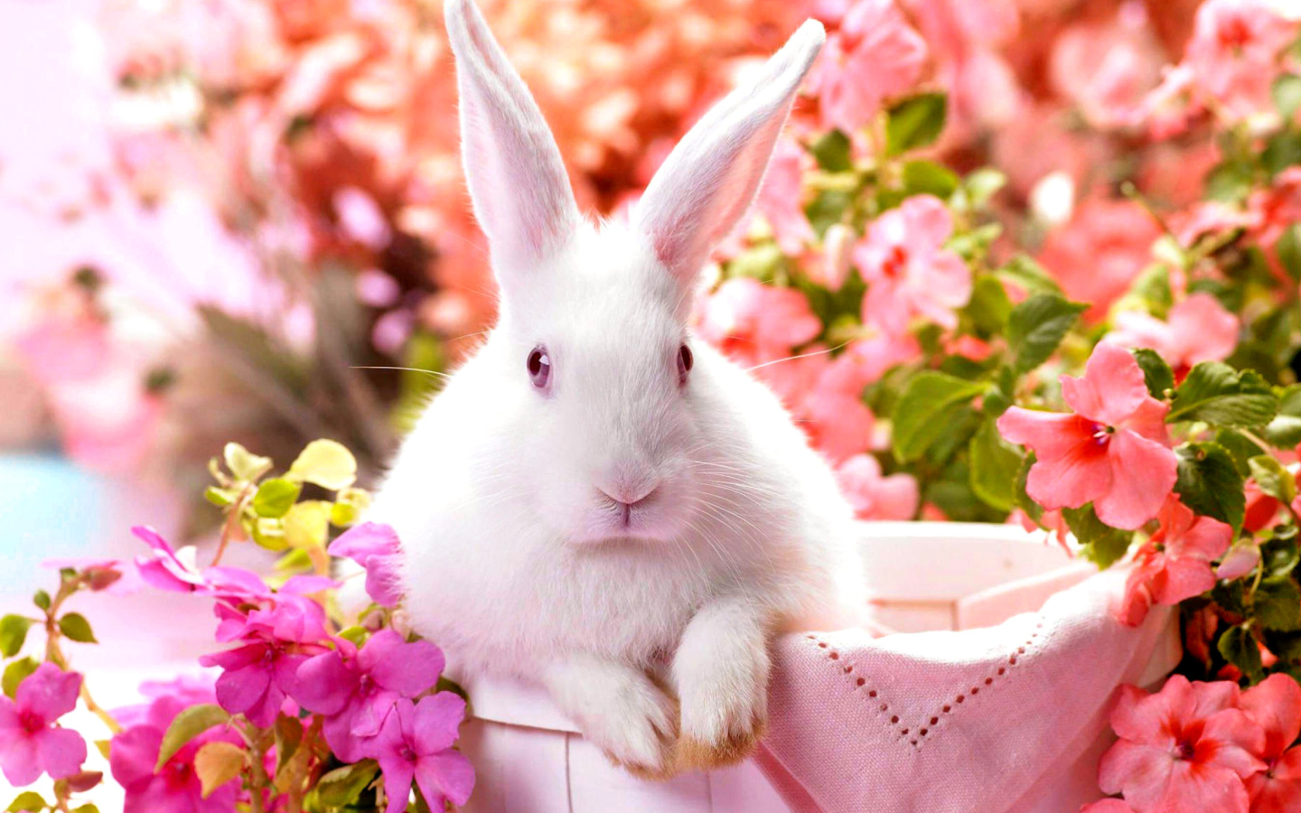 Fondo de pantalla Cute Rabbit 1440x900