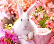 Das Cute Rabbit Wallpaper 176x144