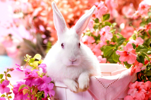 Fondo de pantalla Cute Rabbit 480x320