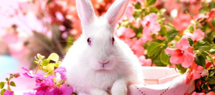 Fondo de pantalla Cute Rabbit 720x320