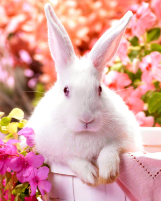 Cute Rabbit Background for 240x320