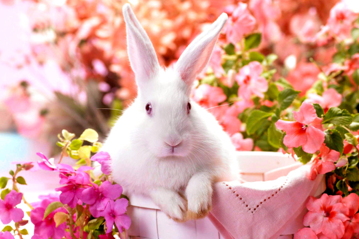 Cute Rabbit wallpaper