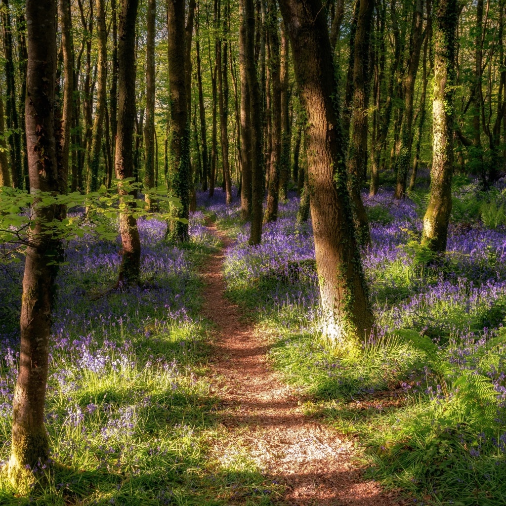 Spring Forest wallpaper 1024x1024