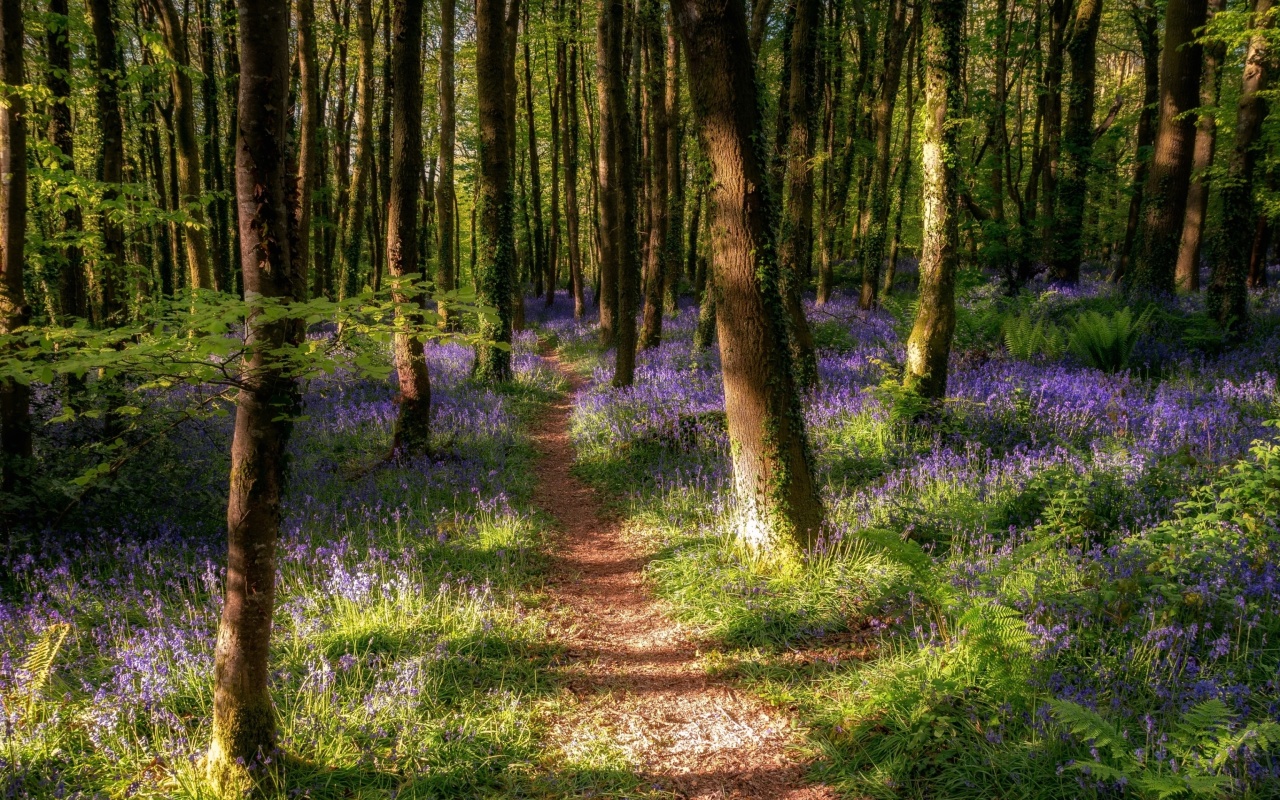 Fondo de pantalla Spring Forest 1280x800