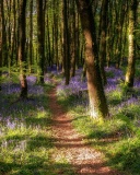 Spring Forest wallpaper 128x160