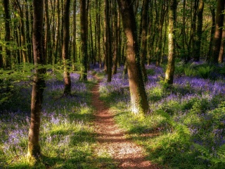 Spring Forest wallpaper 320x240