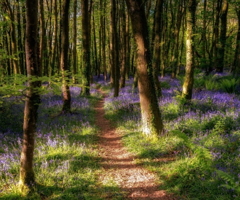 Das Spring Forest Wallpaper 480x400