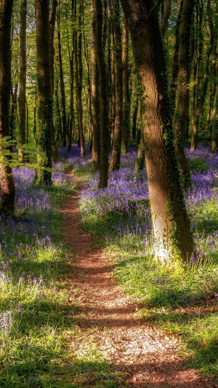 Das Spring Forest Wallpaper 750x1334