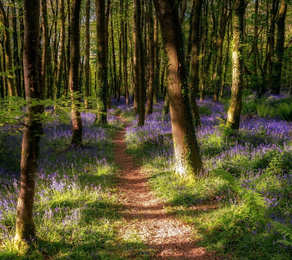 Spring Forest wallpaper 960x854