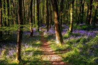 Free Spring Forest Picture for Nokia XL