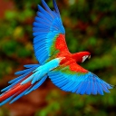 Fondo de pantalla Bright Parrot 128x128