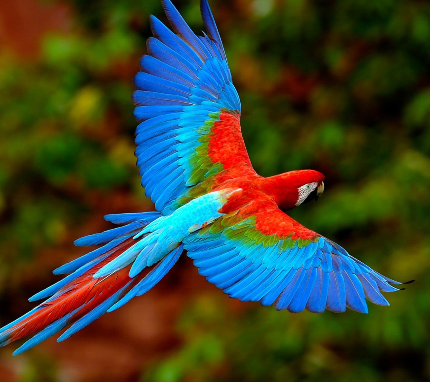 Fondo de pantalla Bright Parrot 1440x1280