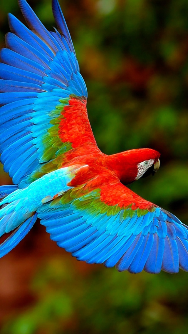 Bright Parrot screenshot #1 640x1136