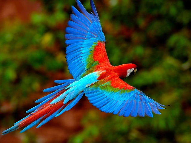 Das Bright Parrot Wallpaper 640x480