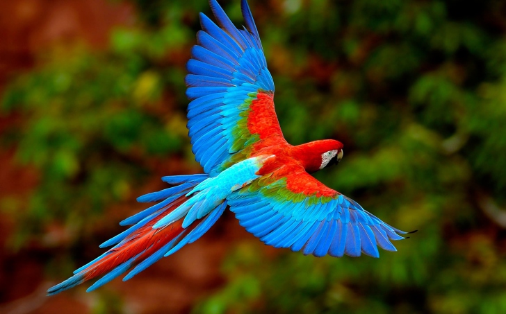 Bright Parrot wallpaper