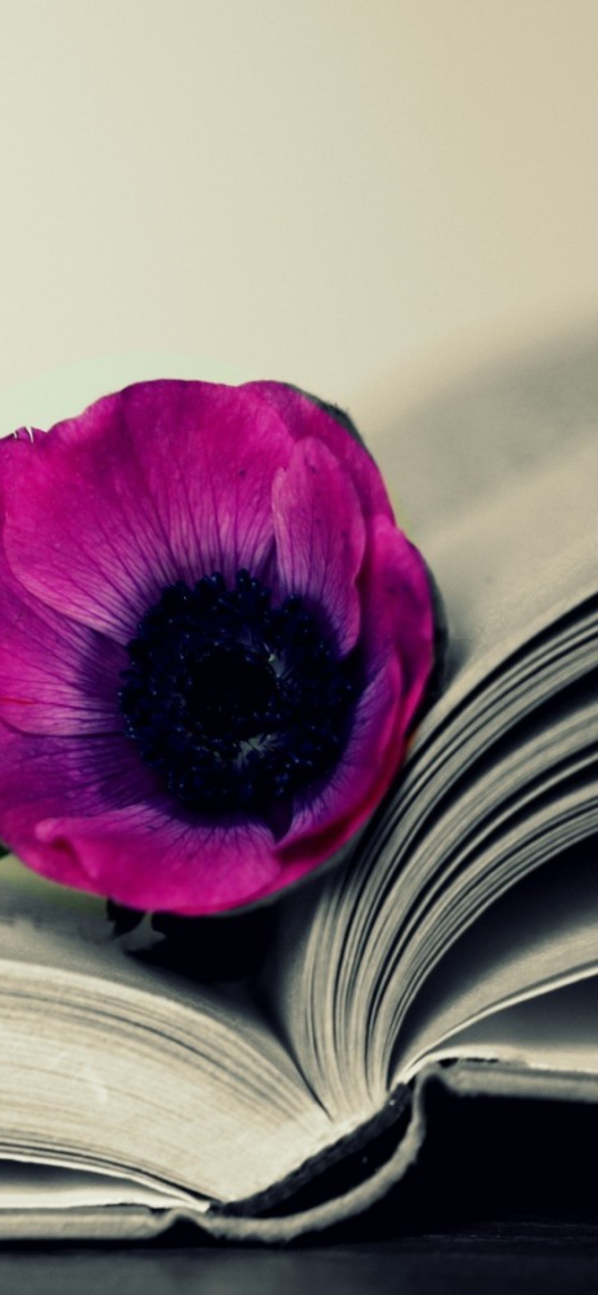 Purple Flower On Open Book wallpaper 1170x2532