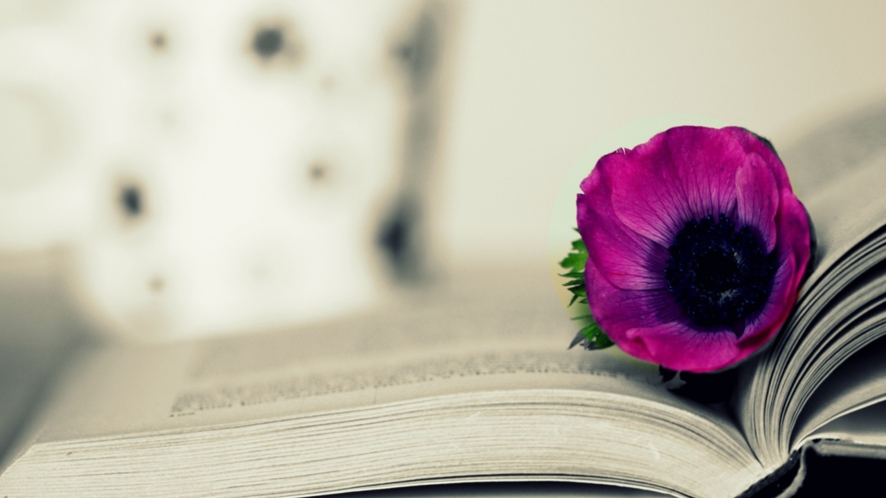 Das Purple Flower On Open Book Wallpaper 1280x720