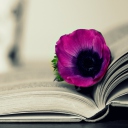 Purple Flower On Open Book wallpaper 128x128