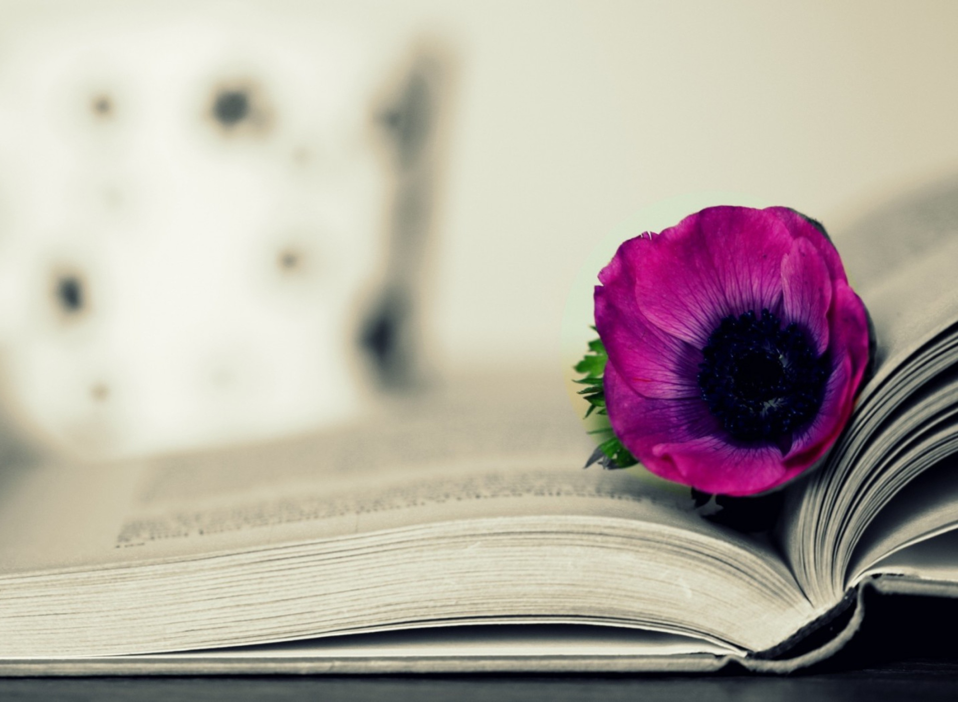 Sfondi Purple Flower On Open Book 1920x1408