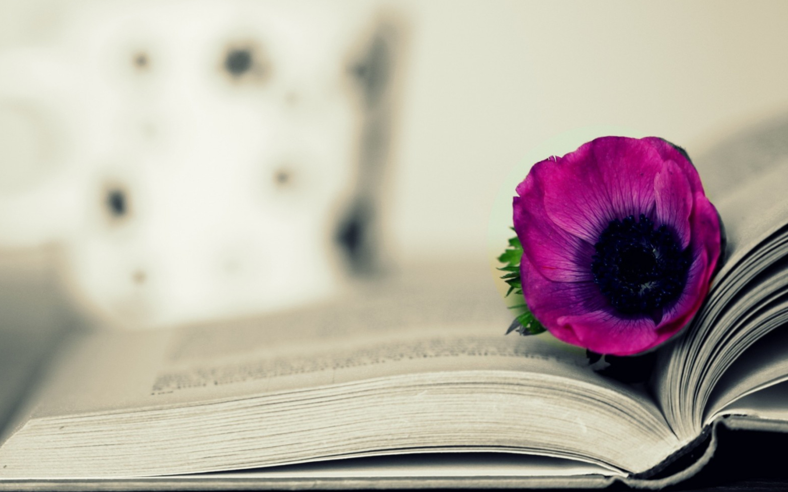 Purple Flower On Open Book wallpaper 2560x1600