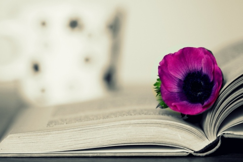 Sfondi Purple Flower On Open Book 480x320