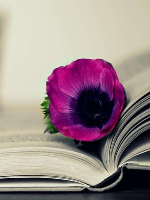 Das Purple Flower On Open Book Wallpaper 480x640
