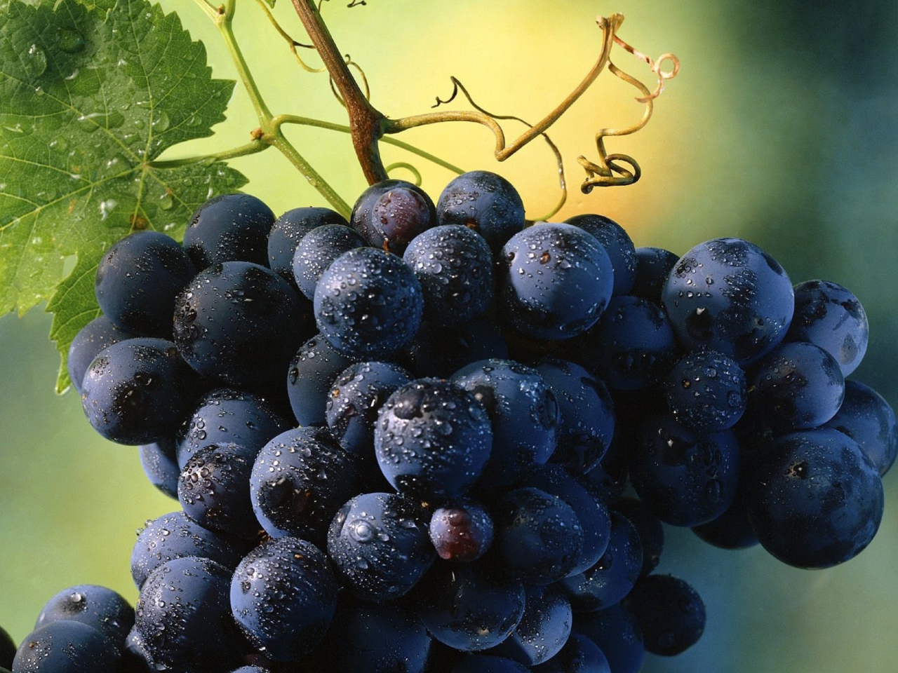 Sfondi Blue Grapes 1280x960