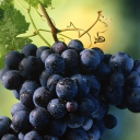 Blue Grapes wallpaper 128x128